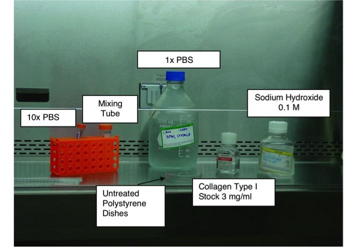 Collagen fibril workflow