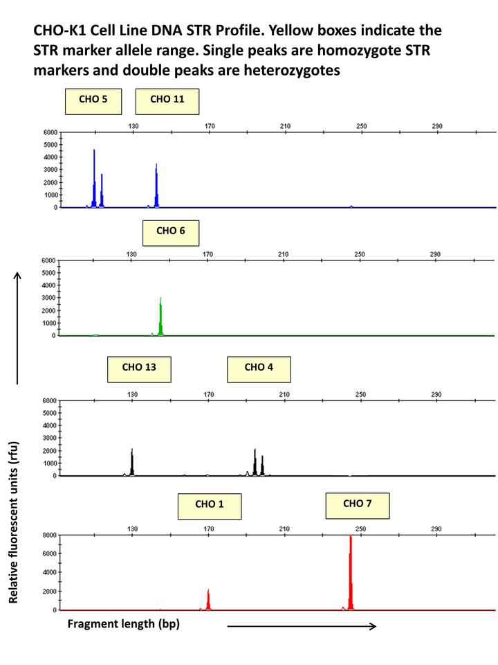 CHO dna str profile