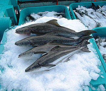 cobia fish