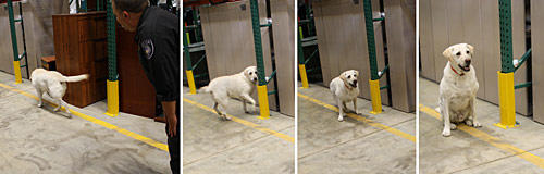 Federal police officer Donald Strawsburg putting his bomb-sniffing buddy and K-9 officer Banjo through his paces.