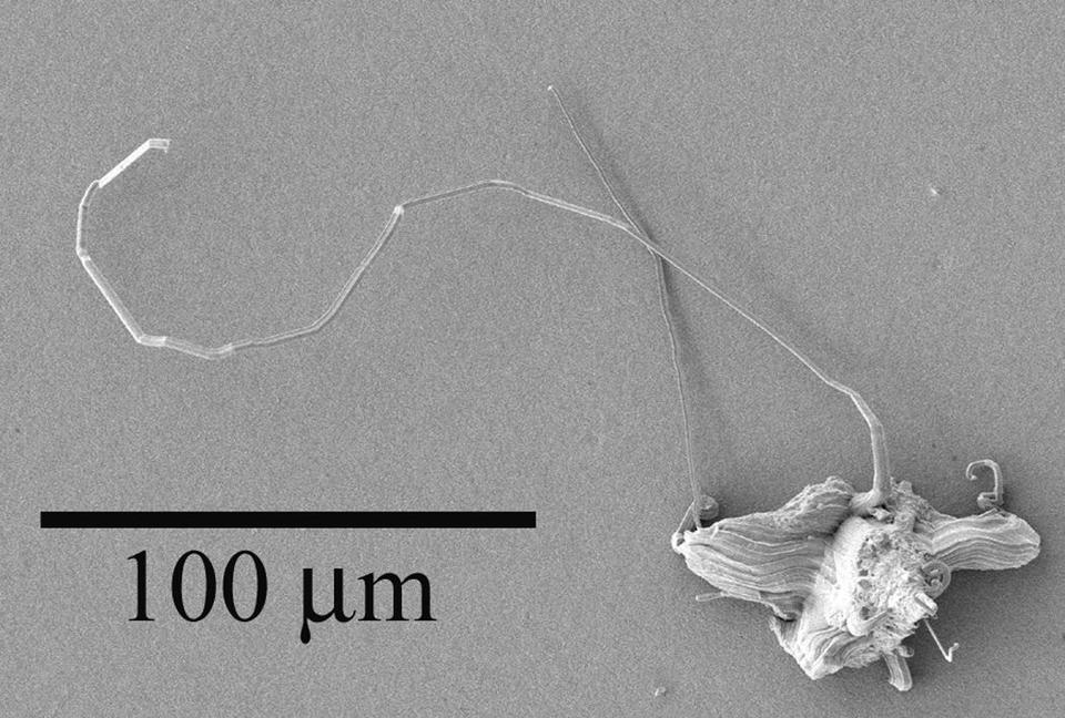 LeadFree Surface Finishes for Electronic Components Tin Whisker