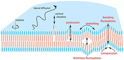 membrane dynamics illustration