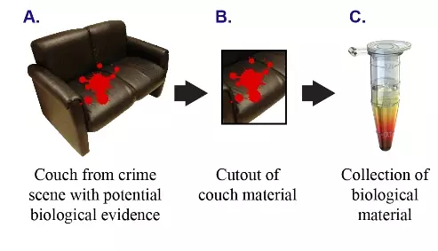 BioEvCouch v2