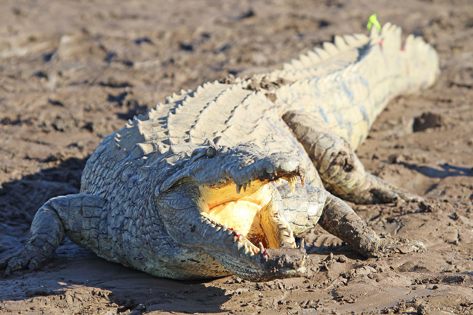 South African crocodile