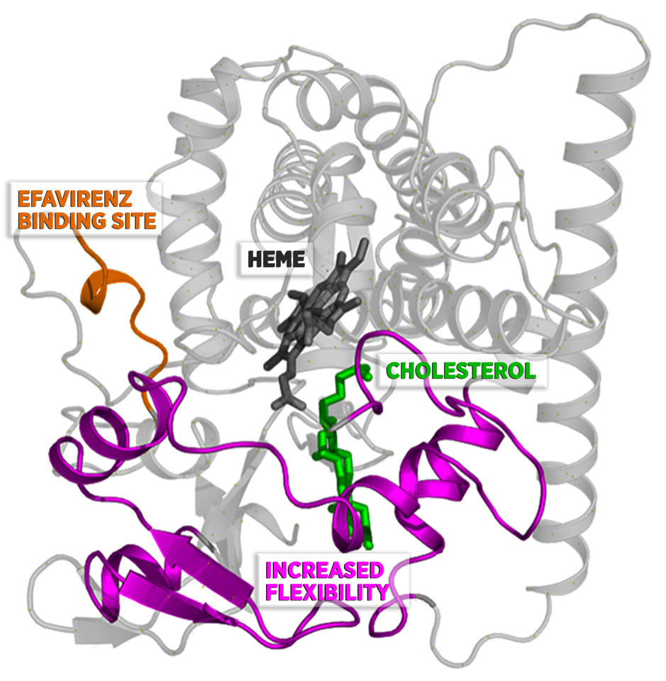 When efavirenz binds to CYP46A1 at the site shown, it increases the flexibility of the protein in the region around cholesterol. 