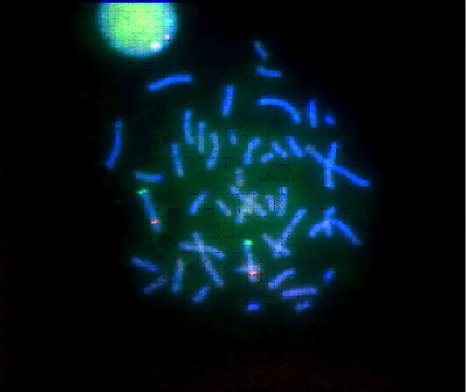 Black background; blue oblong structures