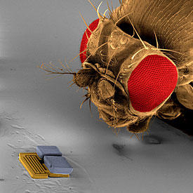 A microrobot used at the RoboCup 2009 nanosoccer competition by the team from Switzerland's ETH Zurich is compared in size to the head of a fruit fly. The robot, which is operated under a microscope, is 300 micrometers in length.