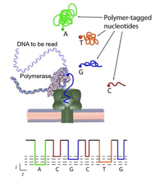 Nanopore-based DNA Sequencing-by-Synthesis Technology.
