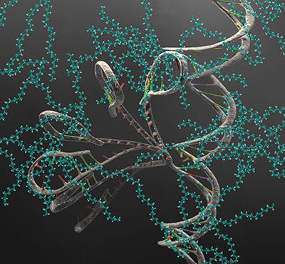 RNA molecule