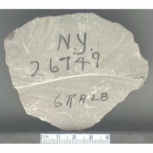 Archive photo of Stone: 6RA28