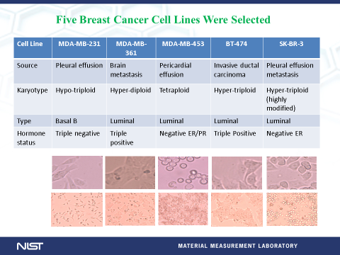 Genomic DNA from 5 human breast cancer cell lines with different amounts of amplification of the HER2 gene