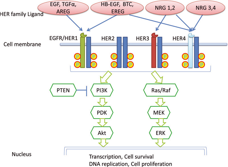 Diagram of the Epidermal Growth Factor Family on Cell Surfaces. These tyrosine kinase proteins are frequently mutated and amplification in many types of cancer.