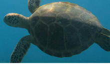 Sea turtle in water