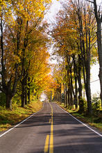 Autumn woods without people