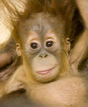 denverzooorangutan_hesty_8030l_dp.jpg