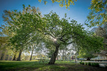 Newton Apple Tree in foreground. Blue sky.