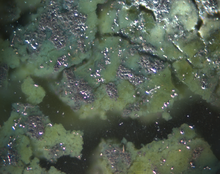 Close-up shows shiny metal patches with areas of green corrosion and open holes. 