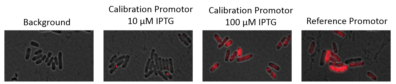 Single Molecule RNA FISH in Bacteria