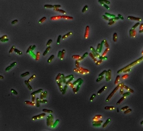 Mrna Microscope Absolute quantitation of mRNA molecules in bacterial cells