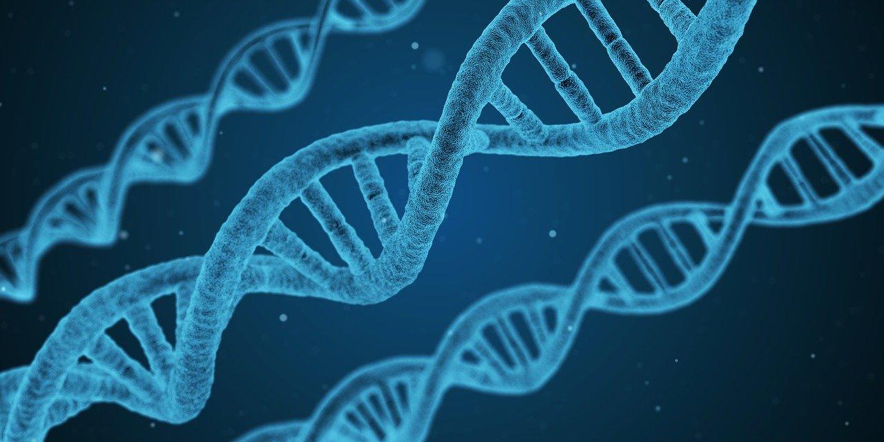 dna-1811955_1280_pixabay.jpg?