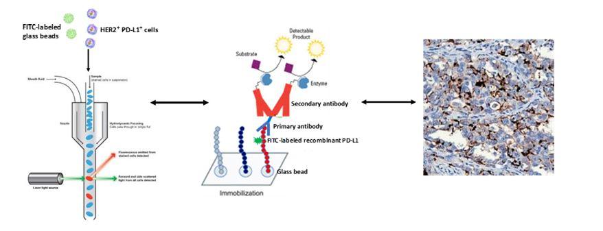 PDL1