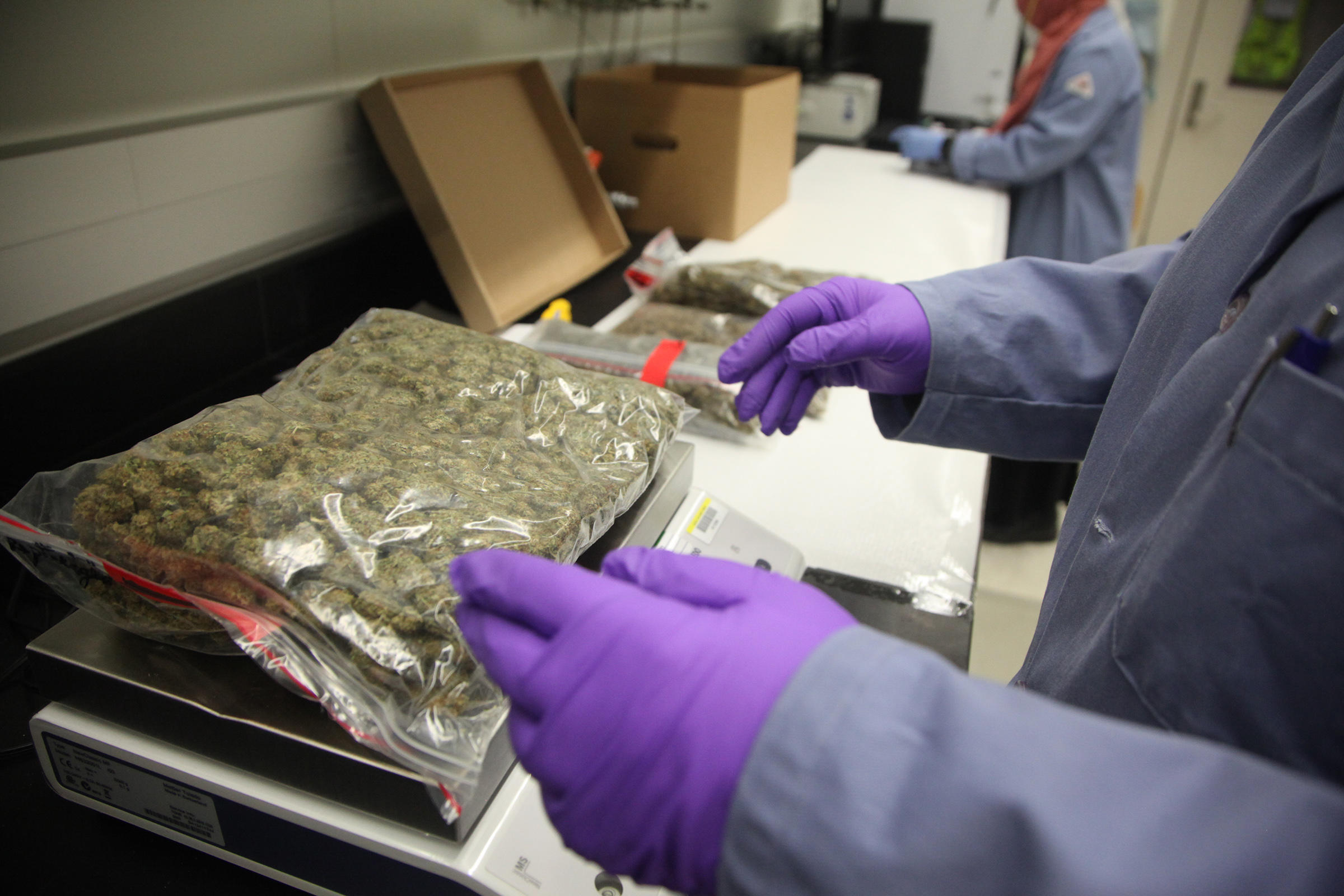 NIST Study Will Help Labs Distinguish Between Hemp and Marijuana | NIST