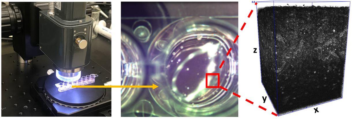 Biofabrication of Tissue Engineered Constructs | NIST