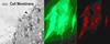 NIST experiments using human lung cells demonstrate that DNA-wrapped single-walled carbon nanotubes longer than about 200 nanometers are excluded from cells, while shorter lengths are able to penetrate the cell interior