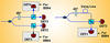 quantum cryptography setup