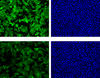 Microscopic photographs showing the level of fluorescence (green images) and the numbers of cells (blue images) at the time the cells were exposed to ricin and 6 hours later.