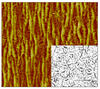 This atomic-force microscopy image shows wrinkling in a single-wall carbon nanotube membrane; the inset shows an optical reflection micrograph of the membrane without any strain. 
