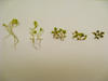 Graphic of 5 radish plants showing effects of increasing exposure to BPs and NPs