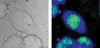 Test cells from a mouse as seen in an optical microscope image (l.), and using B-CARS (r.). 