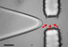 Image showing use of the NIST "on-demand" single-molecule drop dispenser