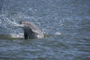 Bottlenose dolphin splashing