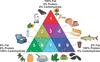 Food Triangle