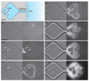 Microfluidic diffusive chemostat