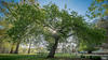 an apple tree standing in a courtyard with the sun streaming through its leaves