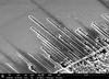 Electron micrograph of surface-directed nanochannels formed on surface of indium phosphide.