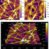 collagen_fiber_afm