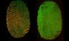 Chemical imaging of a fingerprint shows the relative distribution of palmitic acid (green) and the more immobile waxy residue (red) when freshly deposited (left) and after 72 hours (right), showing the migration of the palmitic acid.