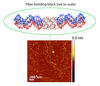 Schematic showing association of two duplex precursors into a quadruplex fiber building block. Bottom: AFM image of quadruplex DNA nanofibers. 