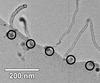 Bright field transmission electron micrograph showing carbon nanotubes grown from an array of equally-sized iron catalyst particles created by electron beam-induced decomposition of a diiron nonacarbonyl precursor.