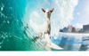 Goat surfing