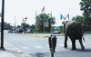 University of Wisconsin-Stout Elephant Cord blog photo shows the zoo escapee arriving on the campus of UW-Stout in 2002