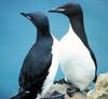 Two birds with black heads and white bellies stand on a rock. 
