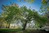 Newton Apple Tree in foreground. Blue sky.