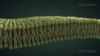 Illustration shows green molecules forming a cell membrane on a black background.