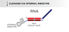 A flowchart depicts the steps in which an RNA component of a biological circuit is produced.