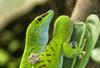 A close-up view of two green lizards climbing a tree branch.